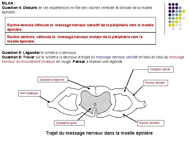 BILAN : Question 4: Déduire de ces expériences le rôle des racines ventrale et