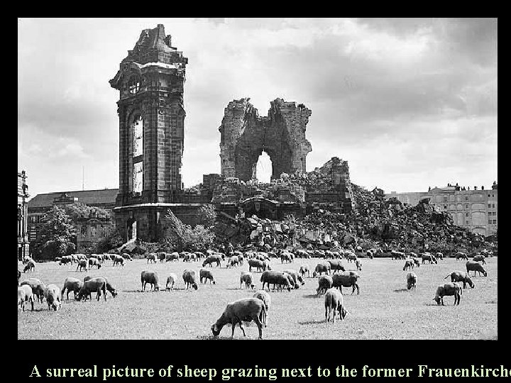 A surreal picture of sheep grazing next to the former Frauenkirche 