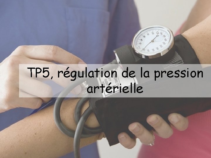 TP 5, régulation de la pression artérielle 