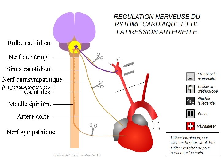 Bulbe rachidien Nerf de héring Sinus carotidien Nerf parasympathique (nerf pneumogastrique) Carotides Moelle épinière