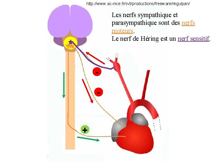 http: //www. ac-nice. fr/svt/productions/freeware/regulpan/ Les nerfs sympathique et parasympathique sont des nerfs moteurs. Le