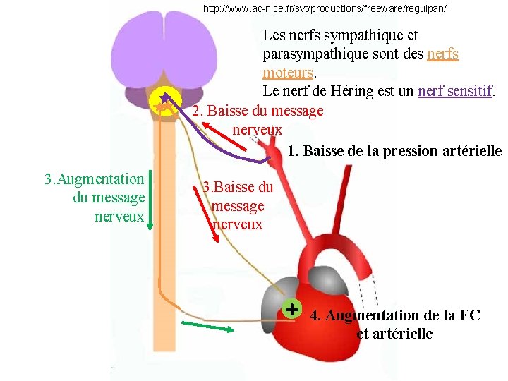 http: //www. ac-nice. fr/svt/productions/freeware/regulpan/ Les nerfs sympathique et parasympathique sont des nerfs moteurs. Le