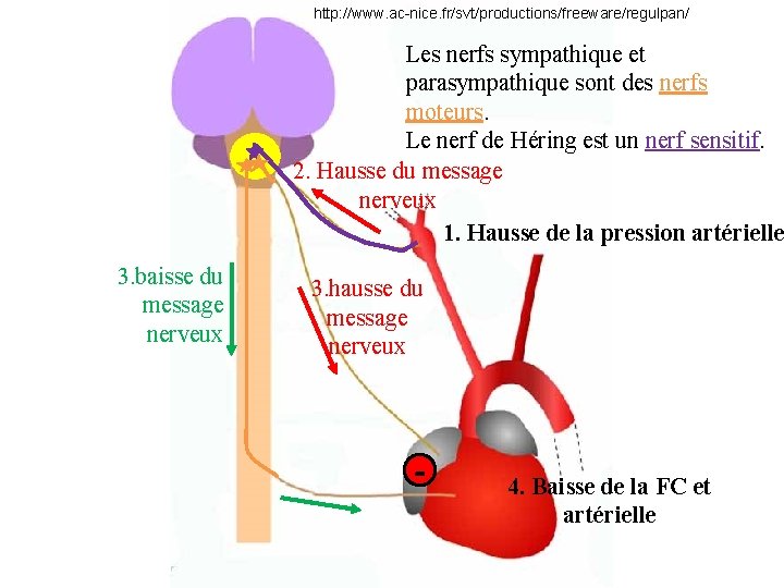 http: //www. ac-nice. fr/svt/productions/freeware/regulpan/ Les nerfs sympathique et parasympathique sont des nerfs moteurs. Le