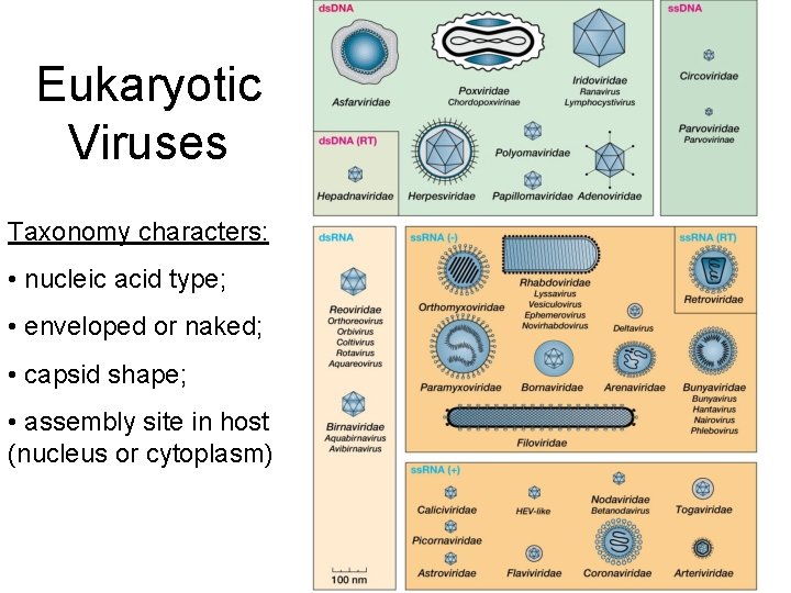 Eukaryotic Viruses Taxonomy characters: • nucleic acid type; • enveloped or naked; • capsid