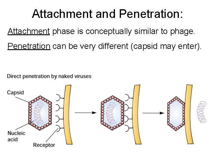 Attachment and Penetration: Attachment phase is conceptually similar to phage. Penetration can be very