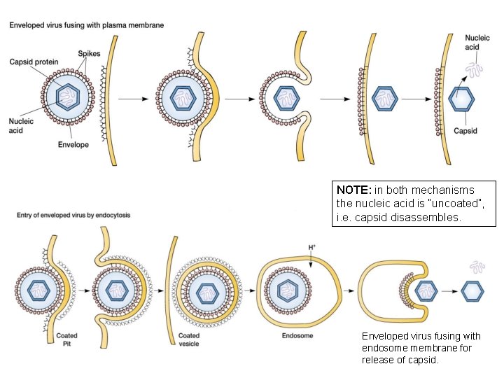 NOTE: in both mechanisms the nucleic acid is “uncoated”, i. e. capsid disassembles. Enveloped