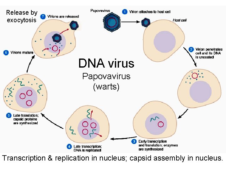 Release by exocytosis DNA virus Papovavirus (warts) Transcription & replication in nucleus; capsid assembly