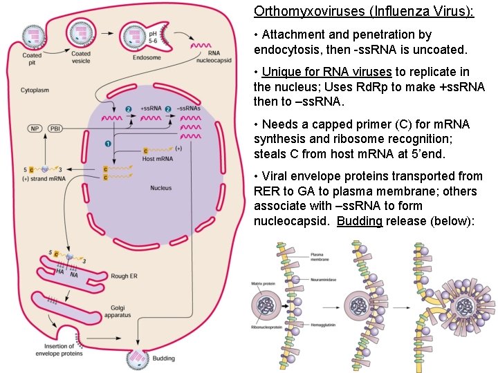 Orthomyxoviruses (Influenza Virus): • Attachment and penetration by endocytosis, then -ss. RNA is uncoated.