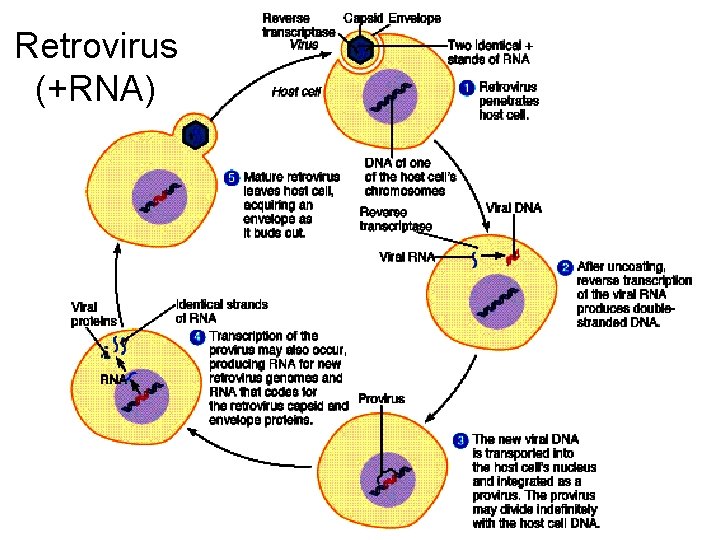 Retrovirus (+RNA) 