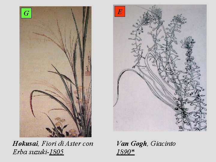 G Hokusai, Fiori di Aster con Erba suzuki-1805 E Van Gogh, Giacinto 1890* 