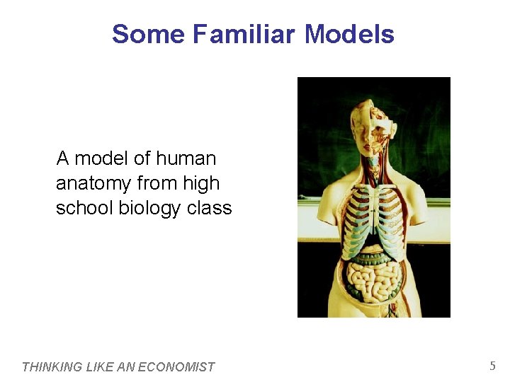 Some Familiar Models A model of human anatomy from high school biology class THINKING