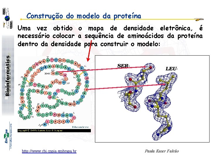 Construção do modelo da proteína Uma vez obtido o mapa de densidade eletrônica, é