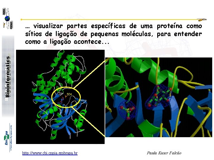 … visualizar partes específicas de uma proteína como sítios de ligação de pequenas moléculas,