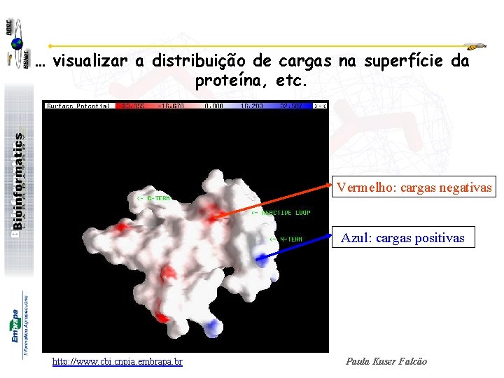 … visualizar a distribuição de cargas na superfície da proteína, etc. Vermelho: cargas negativas