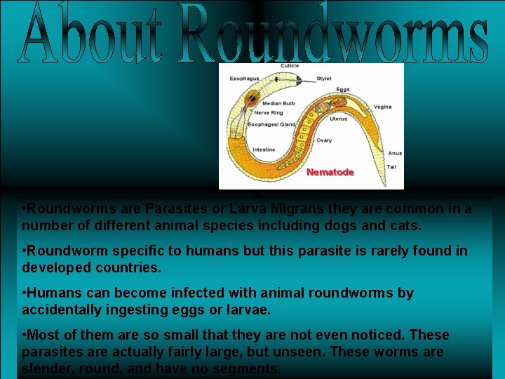  • Roundworms are Parasites or Larva Migrans they are common in a number