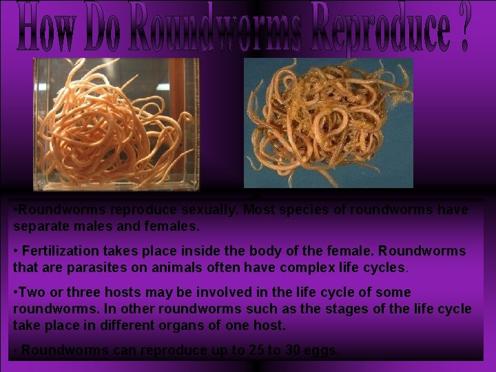  • Roundworms reproduce sexually. Most species of roundworms have separate males and females.