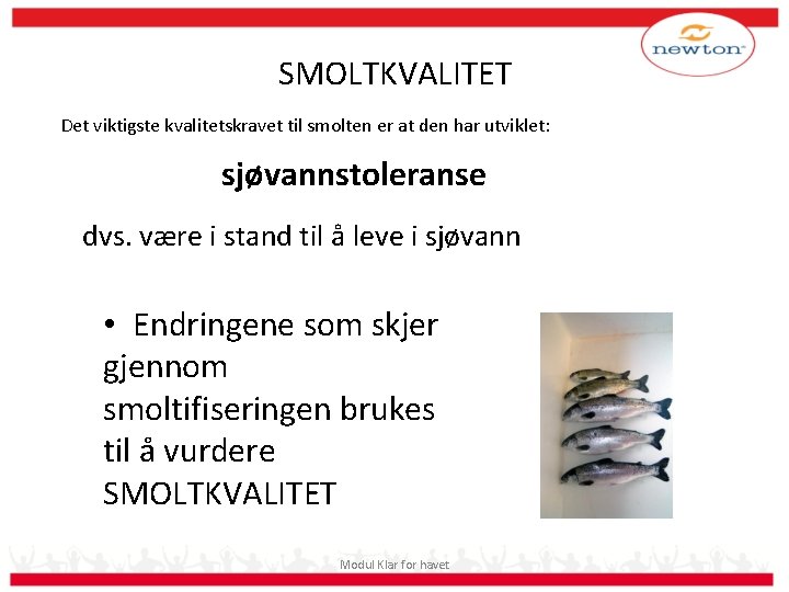 SMOLTKVALITET Det viktigste kvalitetskravet til smolten er at den har utviklet: sjøvannstoleranse dvs. være