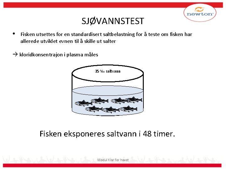 SJØVANNSTEST • Fisken utsettes for en standardisert saltbelastning for å teste om fisken har