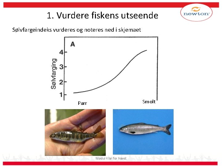 1. Vurdere fiskens utseende Sølvfargeindeks vurderes og noteres ned i skjemaet Smolt Parr Modul