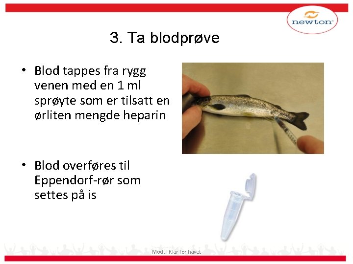 3. Ta blodprøve • Blod tappes fra rygg venen med en 1 ml sprøyte