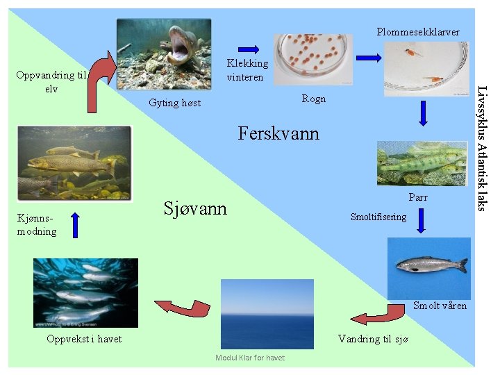 Plommesekklarver Klekking vinteren Rogn Gyting høst Ferskvann Kjønnsmodning Sjøvann Parr Smoltifisering Smolt våren Oppvekst