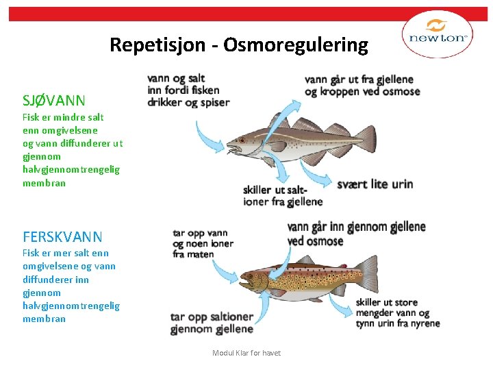 Repetisjon - Osmoregulering SJØVANN Fisk er mindre salt enn omgivelsene og vann diffunderer ut