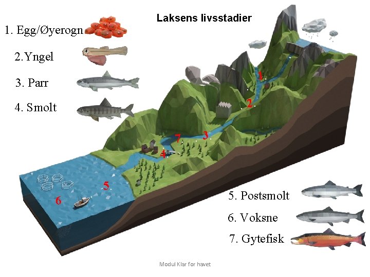 Laksens livsstadier 1. Egg/Øyerogn 2. Yngel 3. Parr . . 2. 4. Smolt. 4.