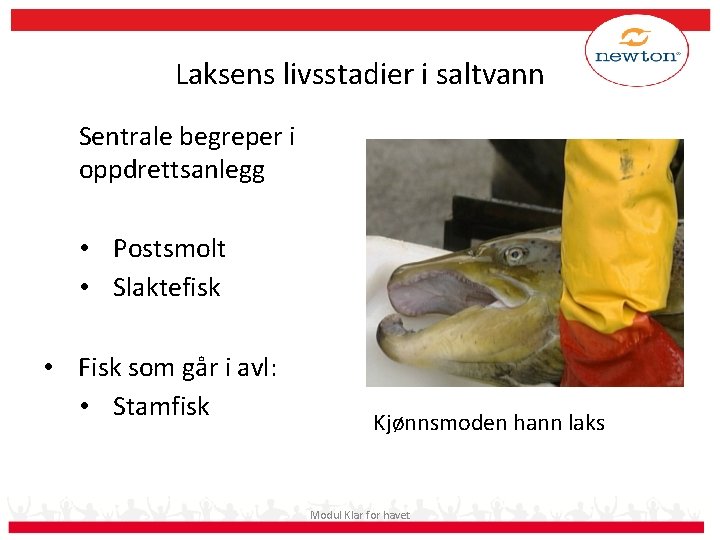 Laksens livsstadier i saltvann Sentrale begreper i oppdrettsanlegg • Postsmolt • Slaktefisk • Fisk