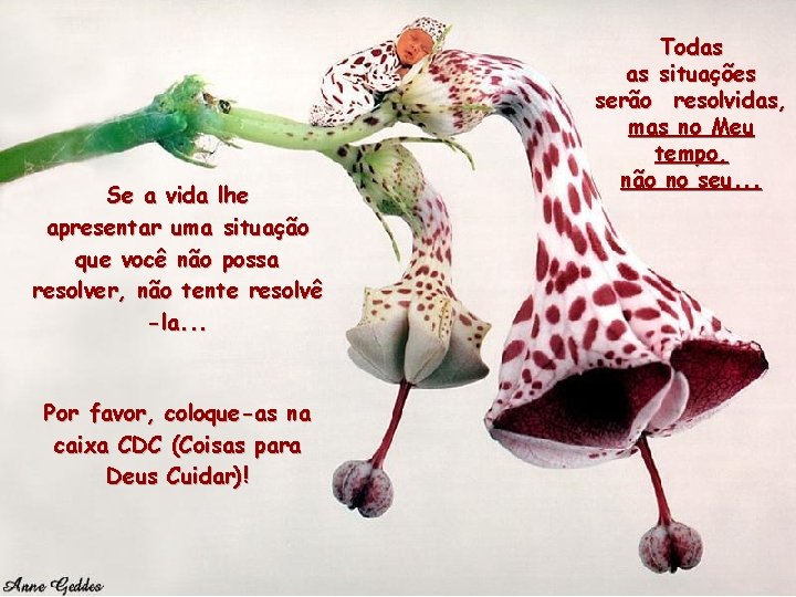 Se a vida lhe apresentar uma situação que você não possa resolver, não tente