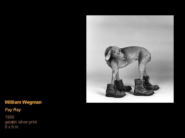 William Wegman Fay Ray 1988 gelatin silver print 6 x 6 in. 