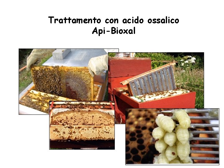 Trattamento con acido ossalico Api-Bioxal 