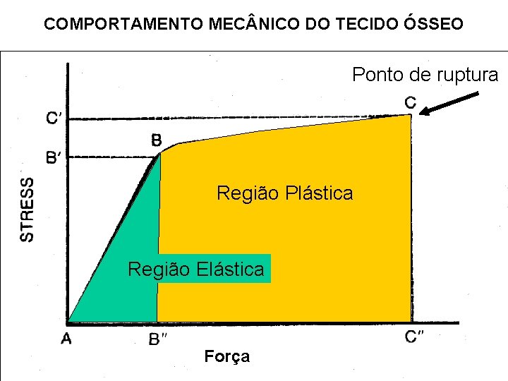 COMPORTAMENTO MEC NICO DO TECIDO ÓSSEO Ponto de ruptura Região Plástica Região Elástica Força