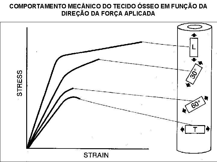 COMPORTAMENTO MEC NICO DO TECIDO ÓSSEO EM FUNÇÃO DA DIREÇÃO DA FORÇA APLICADA 