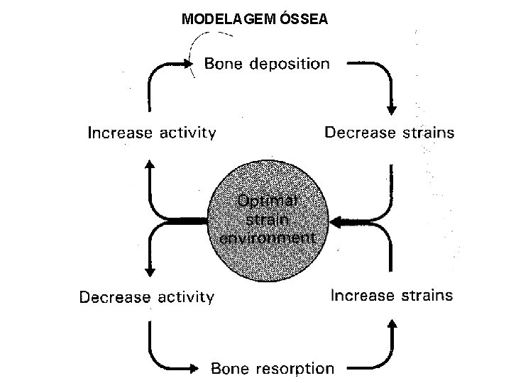 MODELAGEM ÓSSEA 