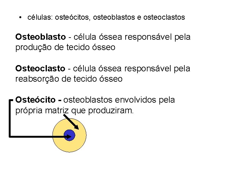  • células: osteócitos, osteoblastos e osteoclastos Osteoblasto - célula óssea responsável pela produção