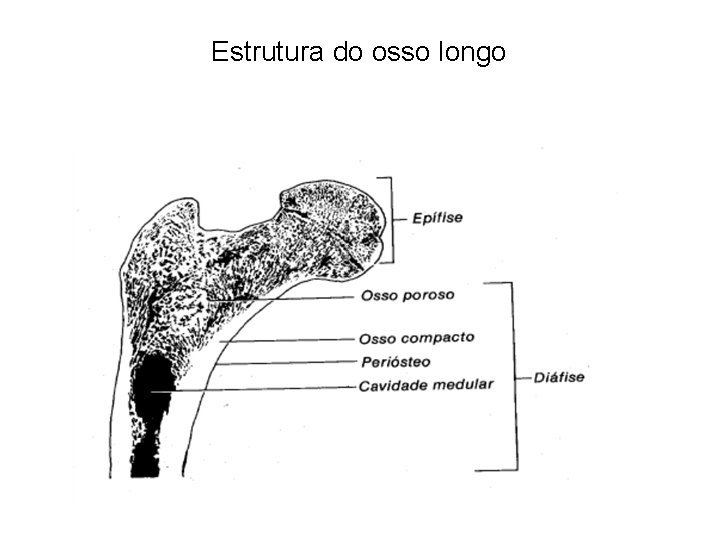 Estrutura do osso longo 