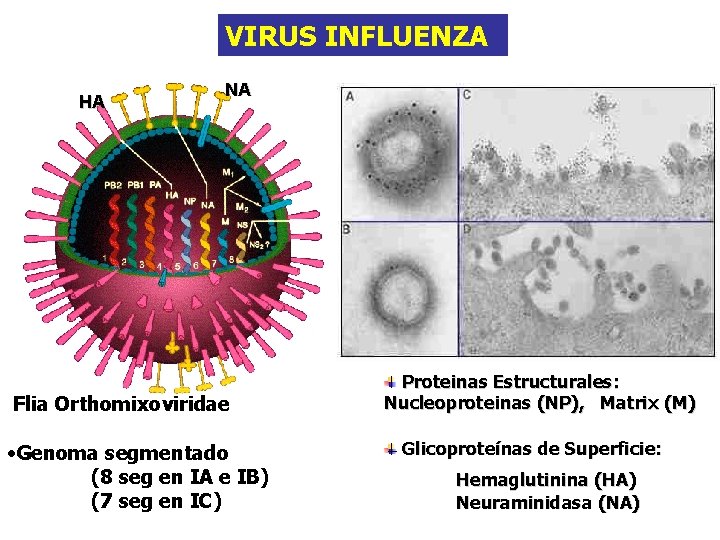 VIRUS INFLUENZA HA NA Flia Orthomixoviridae • Genoma segmentado (8 seg en IA e