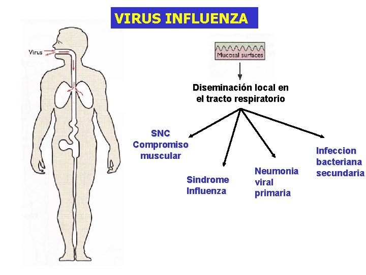 VIRUS INFLUENZA Diseminación local en el tracto respiratorio SNC Compromiso muscular Sindrome Influenza Neumonia