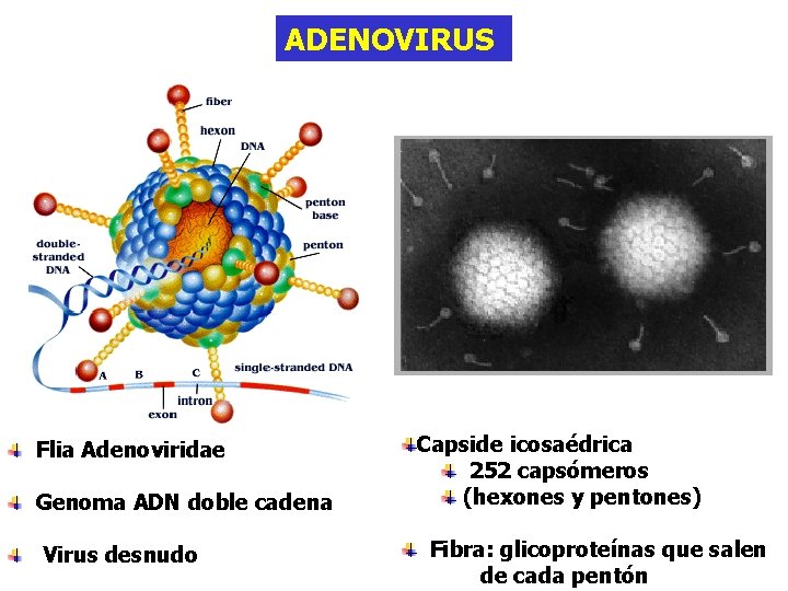 ADENOVIRUS Flia Adenoviridae Genoma ADN doble cadena Virus desnudo Capside icosaédrica 252 capsómeros (hexones