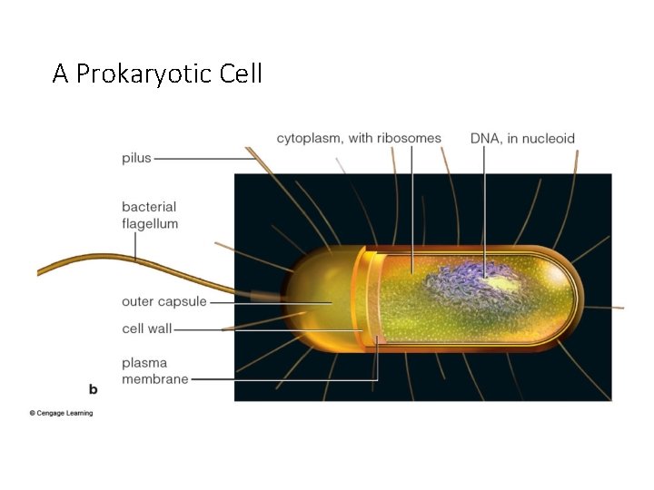 A Prokaryotic Cell 