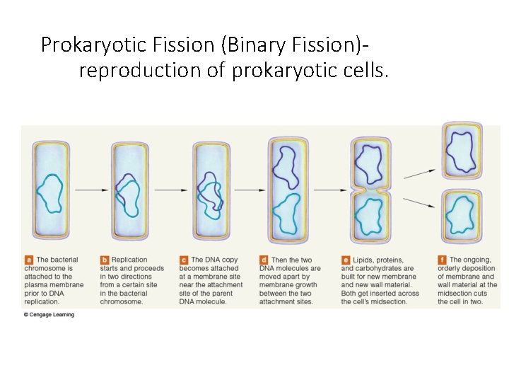 Prokaryotic Fission (Binary Fission)reproduction of prokaryotic cells. 
