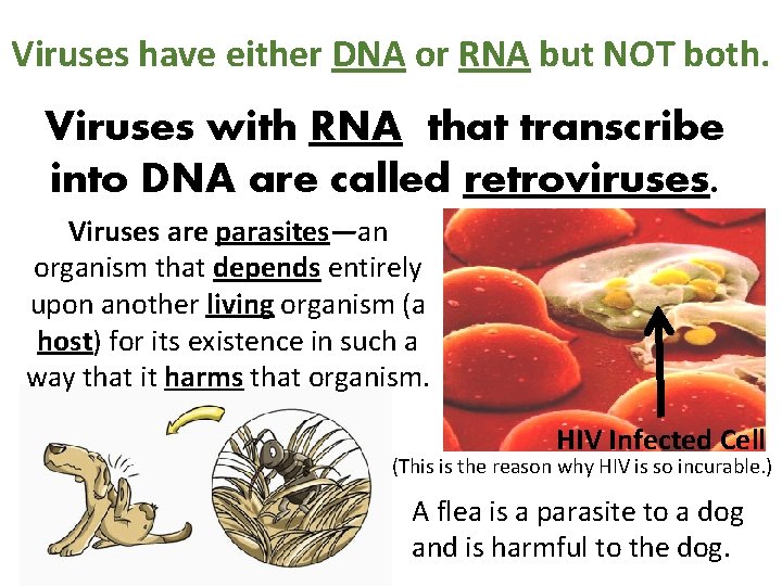 Viruses have either DNA or RNA but NOT both. Viruses with RNA that transcribe