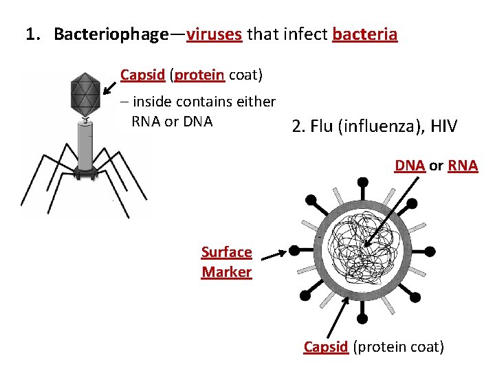 1. Bacteriophage—viruses that infect bacteria Capsid (protein coat) – inside contains either RNA or
