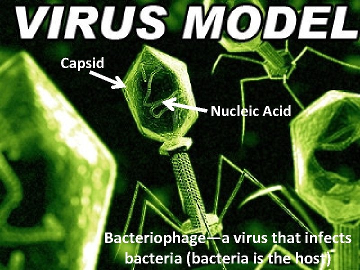 Capsid Nucleic Acid Bacteriophage—a virus that infects bacteria (bacteria is the host) 