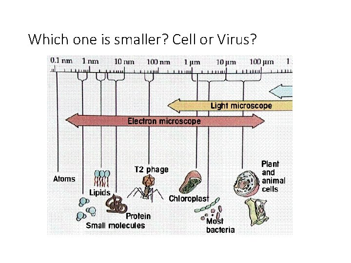 Which one is smaller? Cell or Virus? 