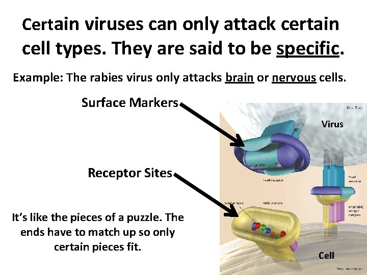 Certain viruses can only attack certain cell types. They are said to be specific.