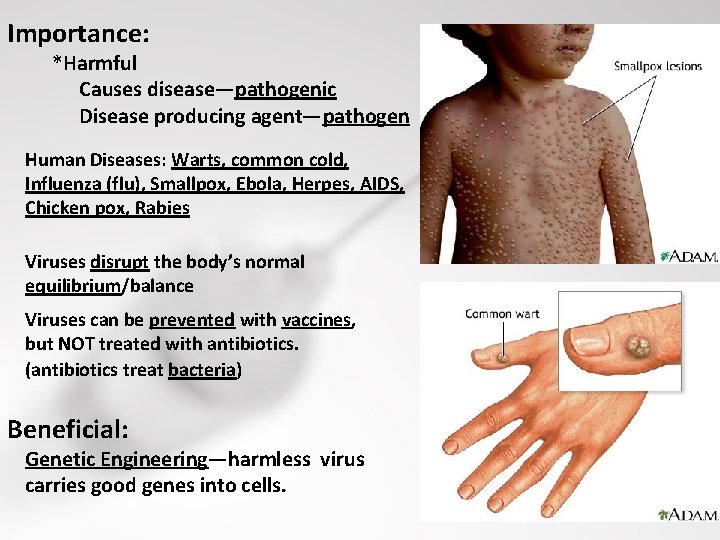 Importance: *Harmful Causes disease—pathogenic Disease producing agent—pathogen Human Diseases: Warts, common cold, Influenza (flu),