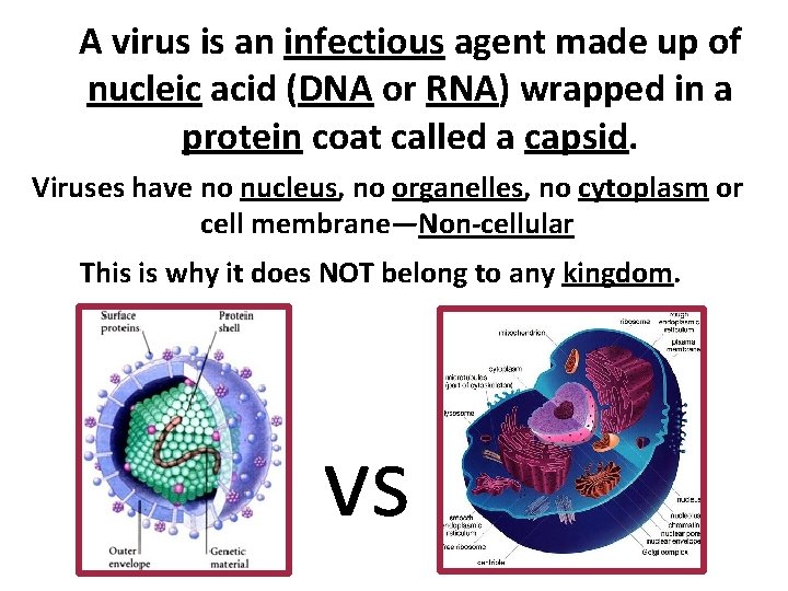 A virus is an infectious agent made up of nucleic acid (DNA or RNA)