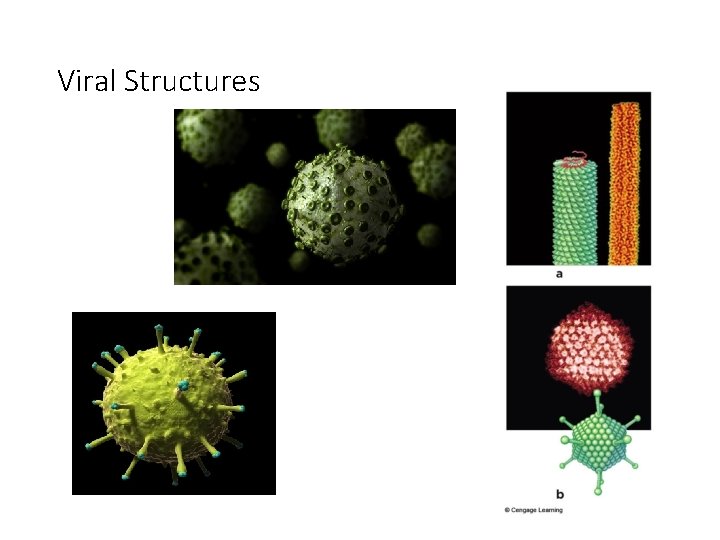 Viral Structures 
