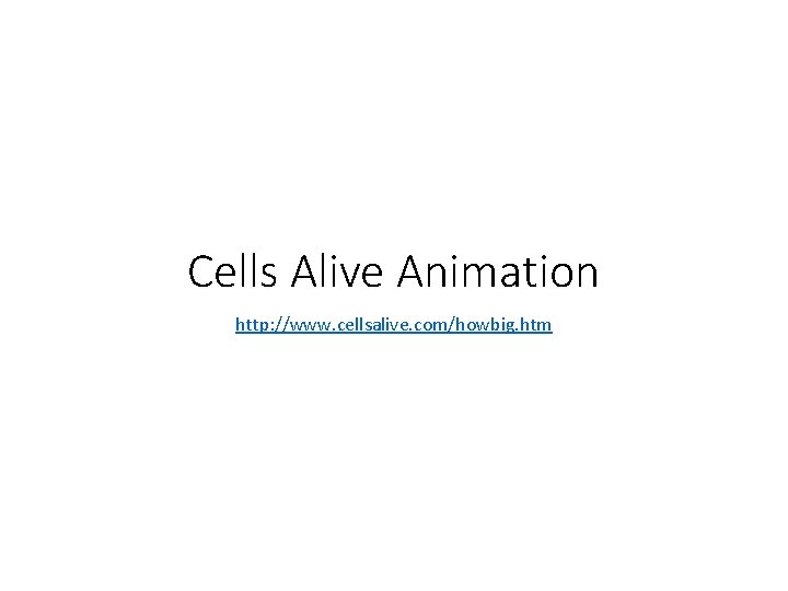 Cells Alive Animation http: //www. cellsalive. com/howbig. htm 